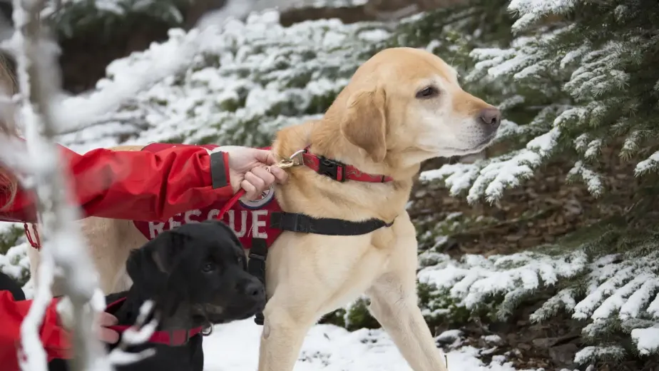 article 9 1767160445