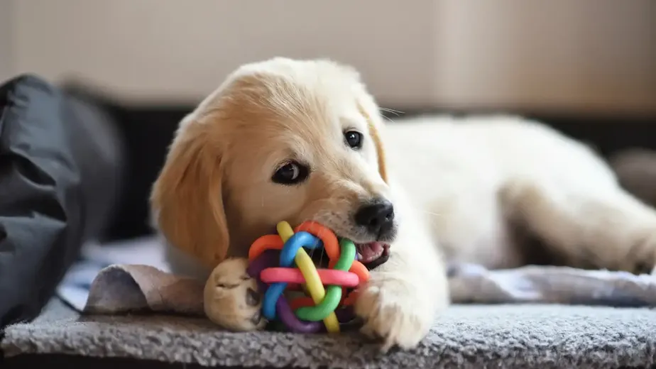 Safe Chew Toys for Dogs: What You Need to Know