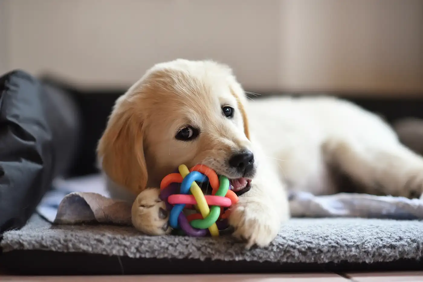 Safe Chew Toys for Dogs: What You Need to Know