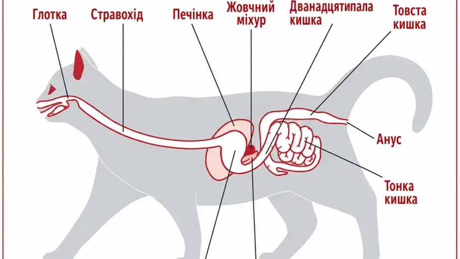 Інфекція жовчного міхура у котів: симптоми та лікування