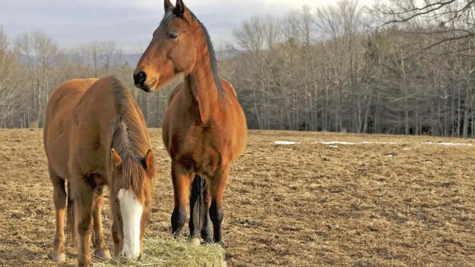 horse article 001e2c65