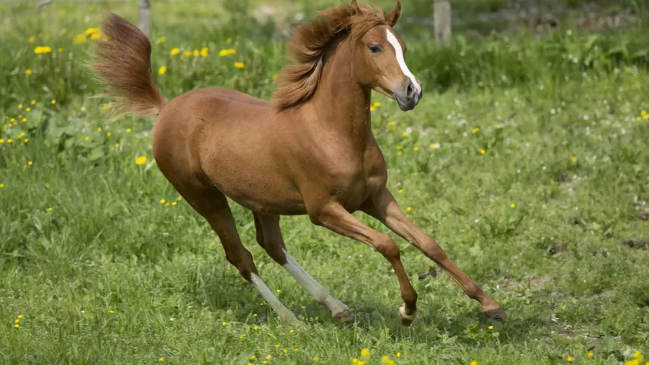 horse article 8714fed7