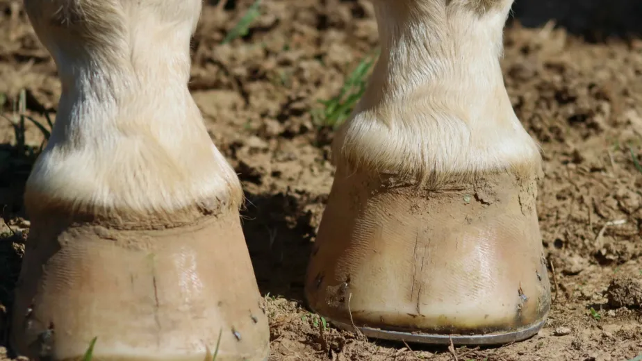 horse article a9621402