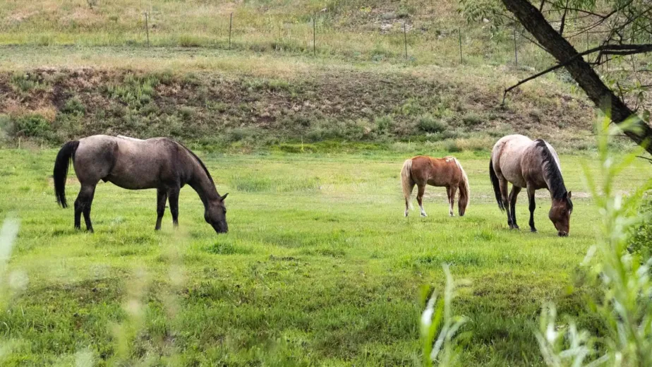 horse article d98d3536