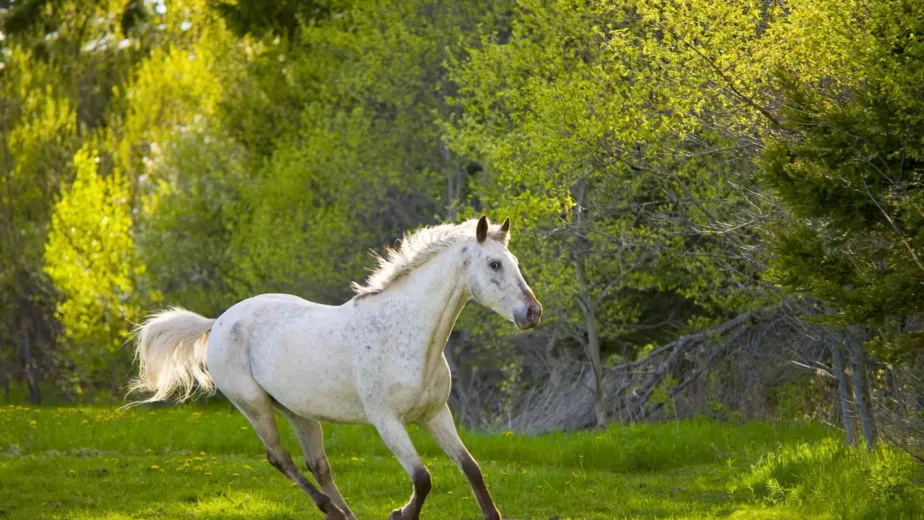horse article ed8e7e0d