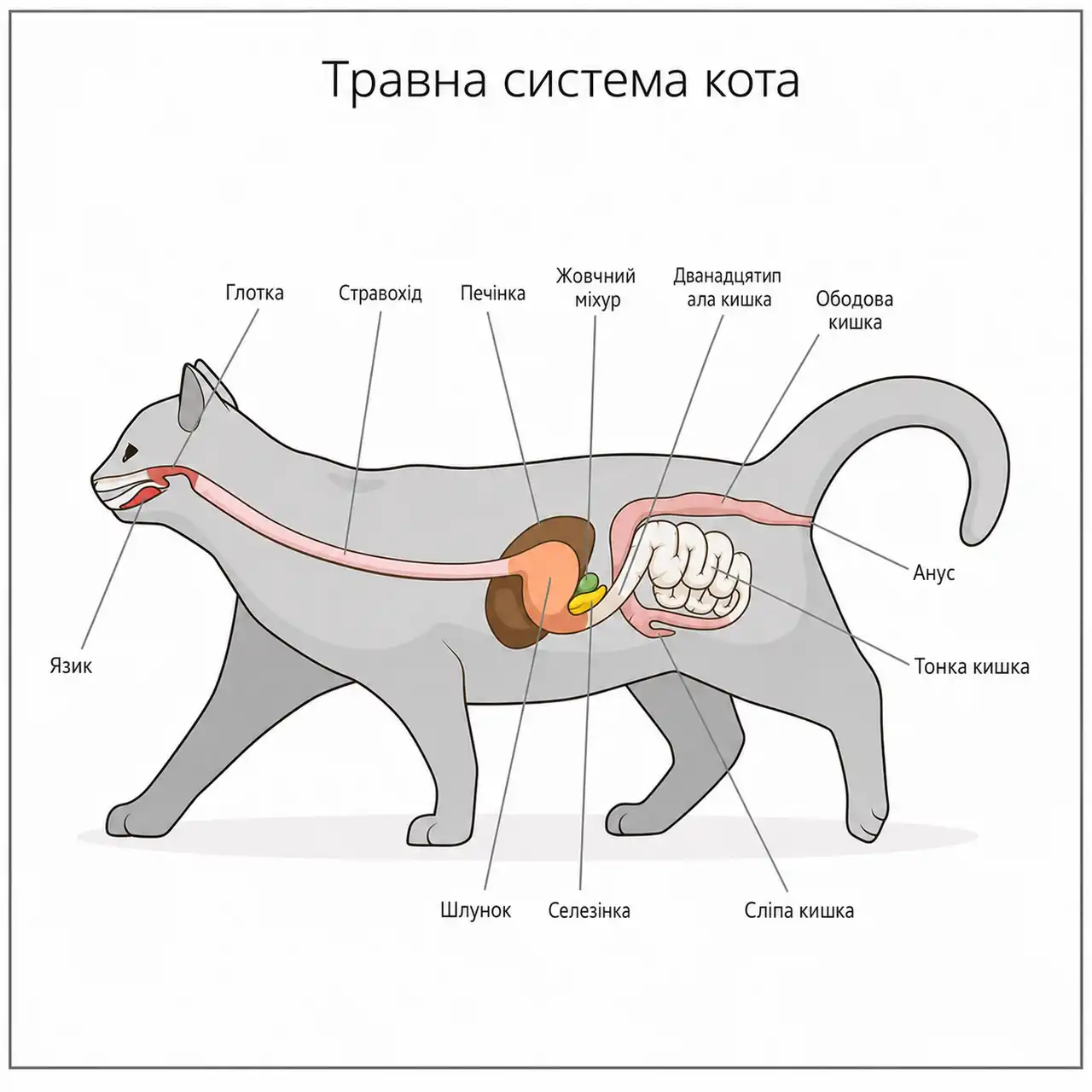 Кішка проковтнула чужорідний предмет: що робити, симптоми та лікування 1 Кишкова непрохідність у кішки