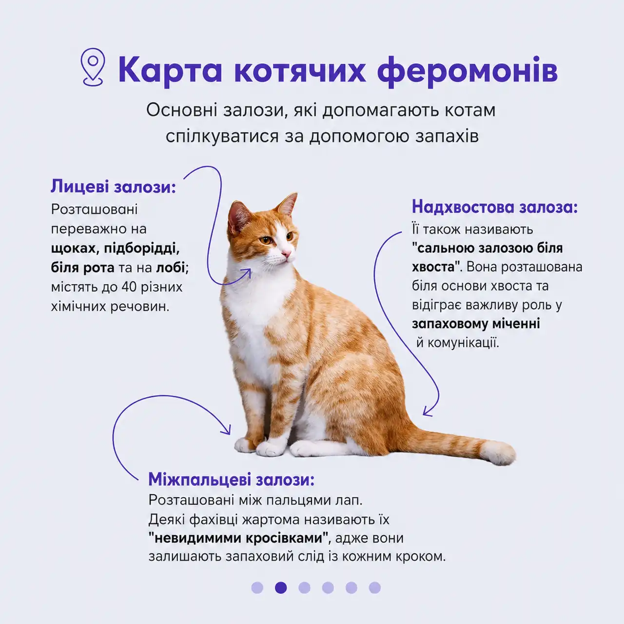 Феромони для котів: як працюють, які бувають і коли допомагають 1 Основні феромонні залози у кота.