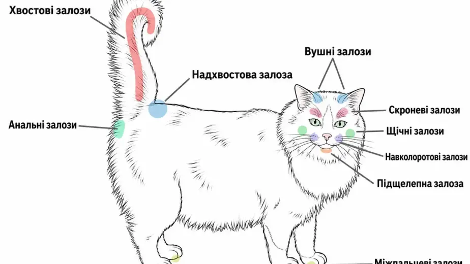 схема феромонних залоз у кота