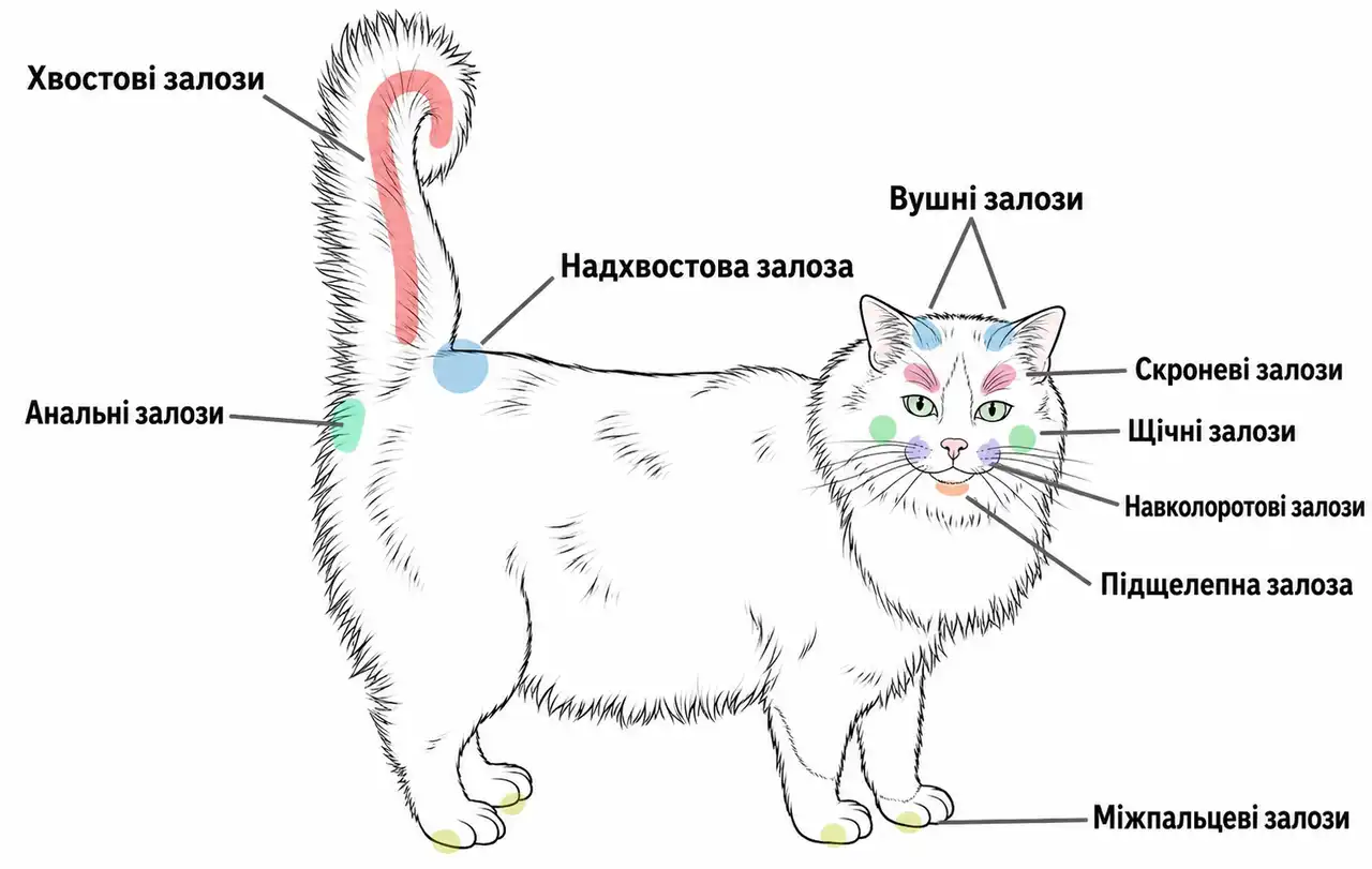 схема феромонних залоз у кота